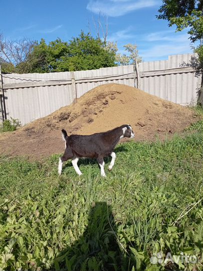 Американская ламанча,козлята, коза дойная