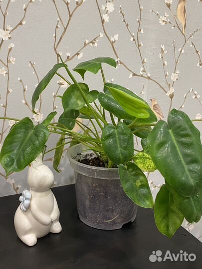 Филодендрон бурле макс вариегатный