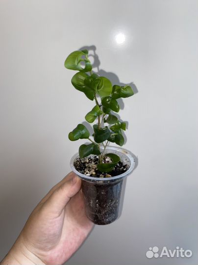 Фикус барок