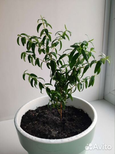 Мирт с горшком