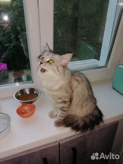 Нашлась кошка