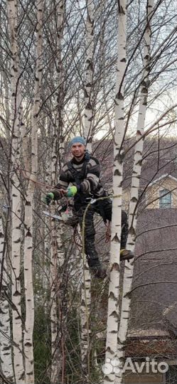 Спилить дерево, спил деревьев, срубить, расчистка