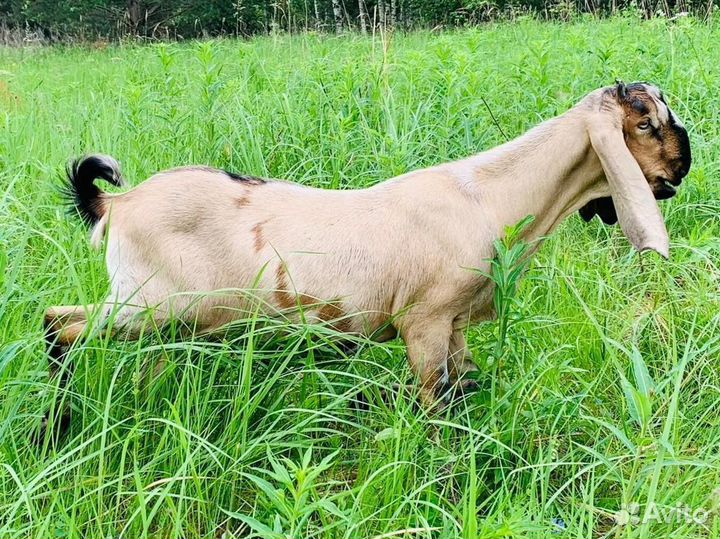 Англо-нубийские козочки (Австралия+Англия)