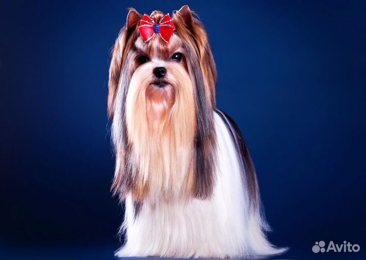 Вязка-кобель Мини бивер, Щенки питомник РКФ