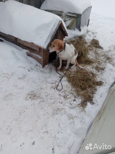 Собака в добрые руки отдам бесплатно