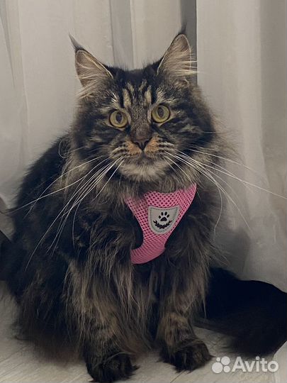 Поводок, шлейка для собак и кошек новая