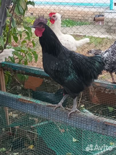 Молодые петухи