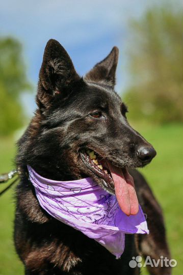 Метис овчарки из приюта ищет семью