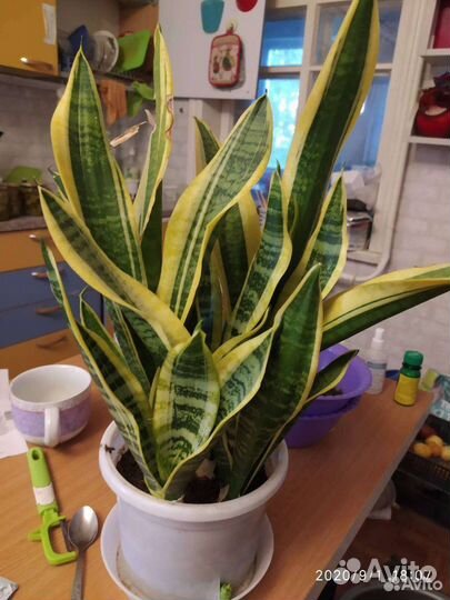 Сансевиерия Лауренти