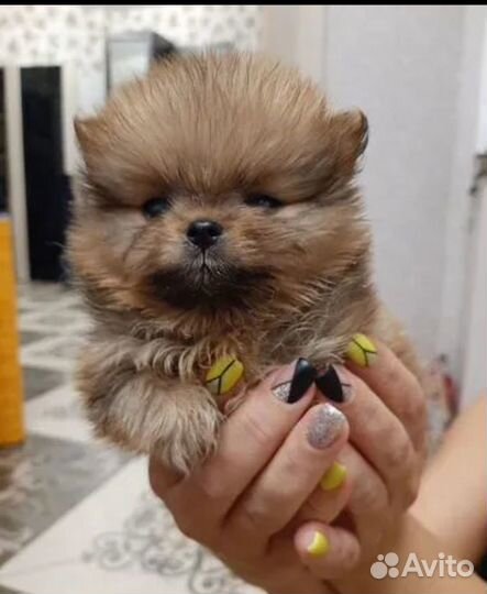 Продам щенков