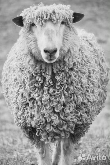 Овцы,ягнята,козы,козлята