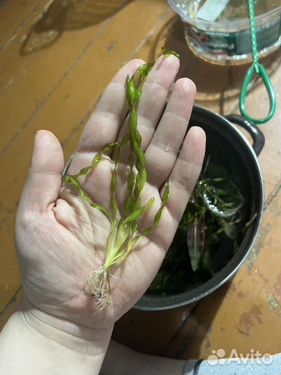 Аквариумные растения водоросли