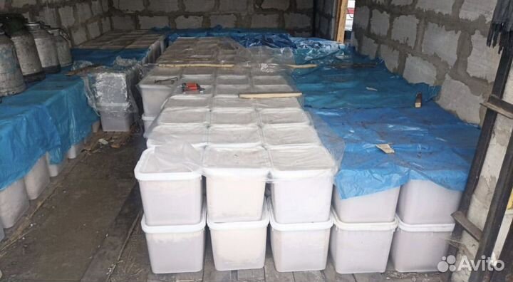 Мед оптом с Алтая 2023