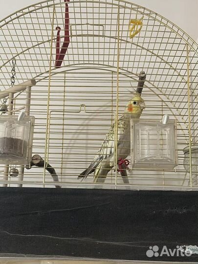 Попугай корелла с клеткой