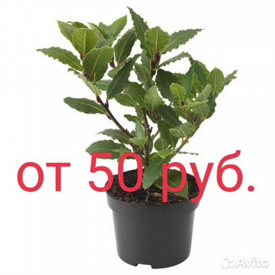 Саженцы лаврового листа, лаврушка