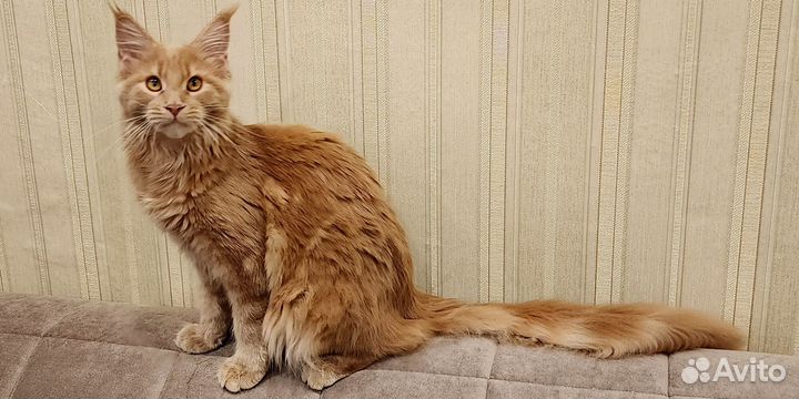 Девочка мейн кун из питомника Fiery Friend