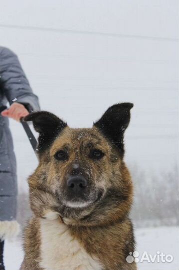 Собака ищет семью