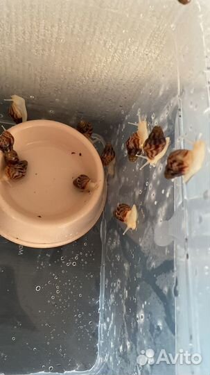 Улитки ахатины