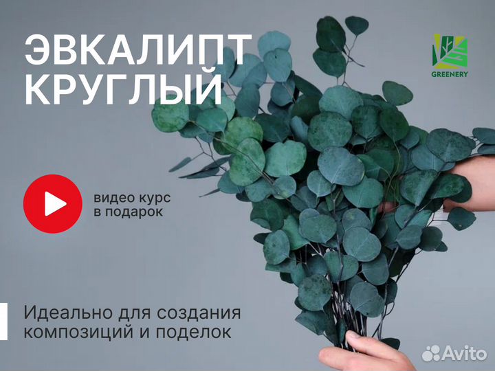 Стабилизированные растения Эвкалипт Круглый произв