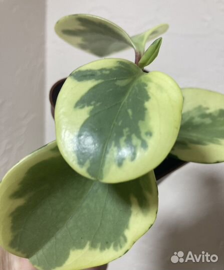 Ахименес, пеперомия вариегатная