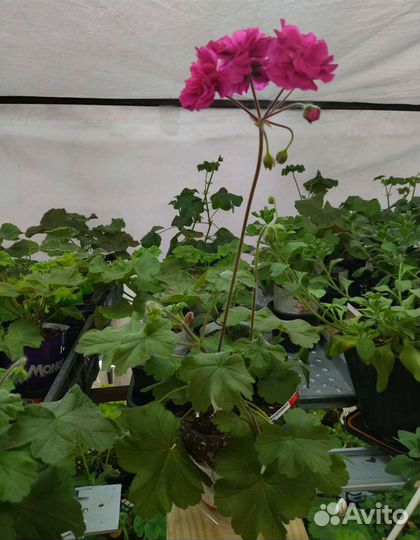 Пеларгония 