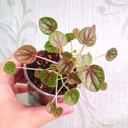 Растения. Обновлено 12.04