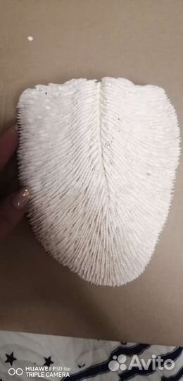 Коралл веерный