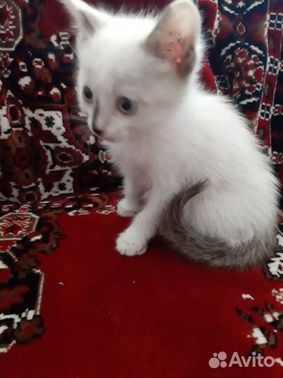 Котята в добрые руки бесплатно