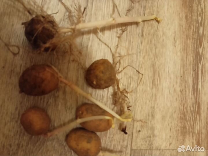 Семенной картофель скарб и тулеевский