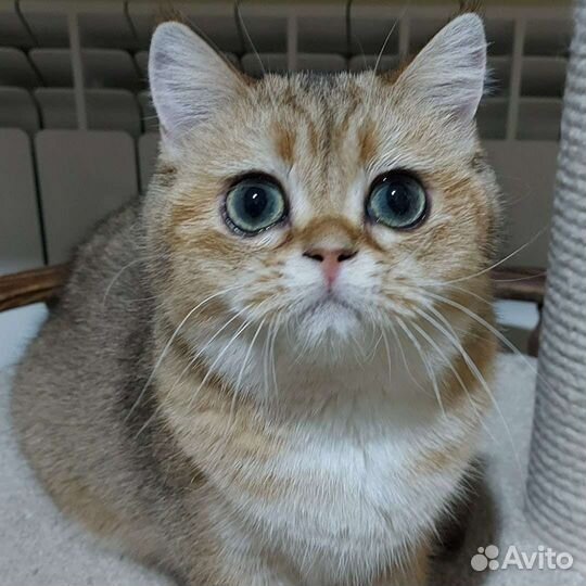 Золотая шиншилла