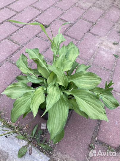 Хоста в горшках. зкс