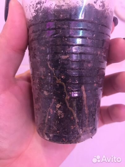 Сингониум ред спот триколор