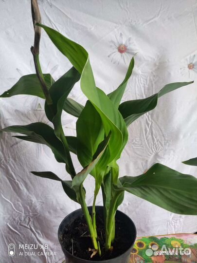 Цветы канны