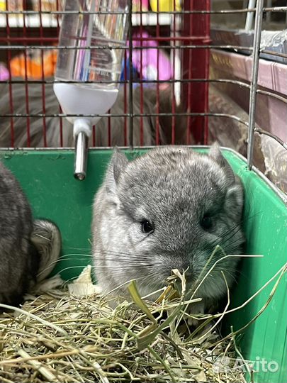 Шиншиллята 2 месяца