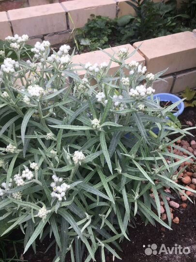 Цветы для сада