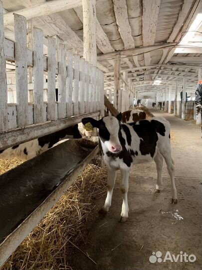 Бычки и телки