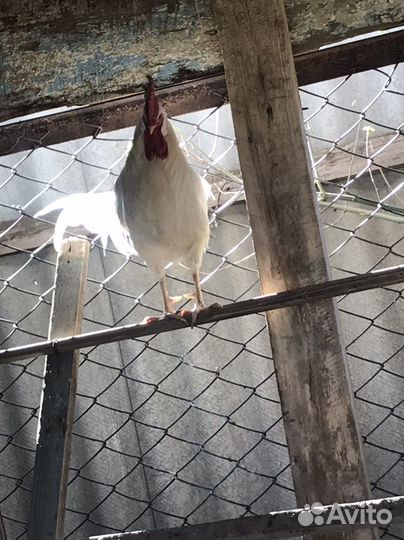 Петух леггорн