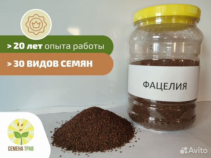 Семена фацелии