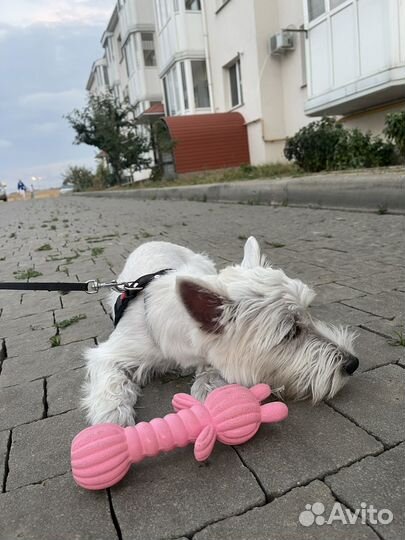 Вест хайленд уайт терьер