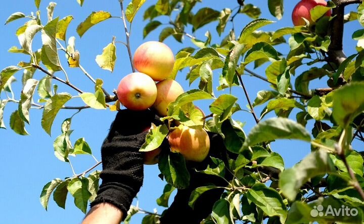 Вахта Сборщик