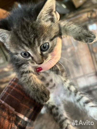 Обычные котята