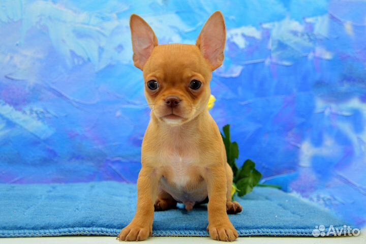 Чихуахуа, очаровательный мальчик