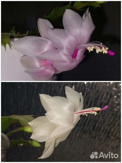 Декабрист белый сорт Малисса