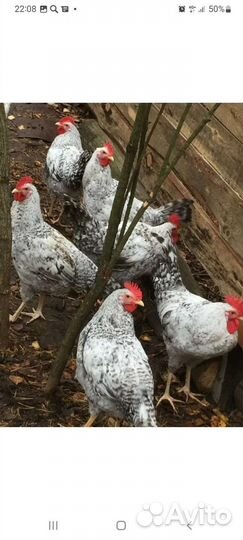 Супер несушка Борковская барвистая