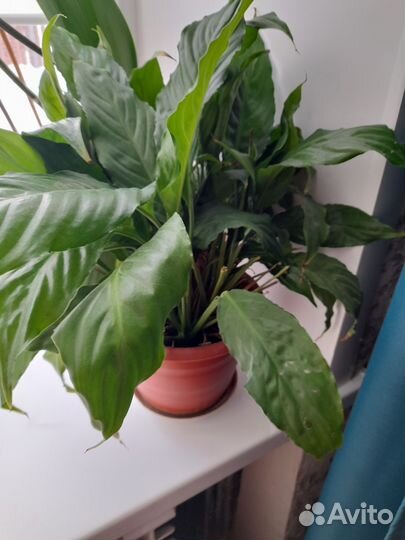 Цветы домашние, взрослые в плошках