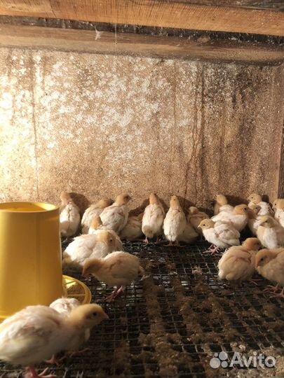 Перепелята