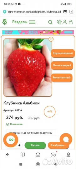 Рассада клубники Альбион, Елизавета 2, Гирлянда