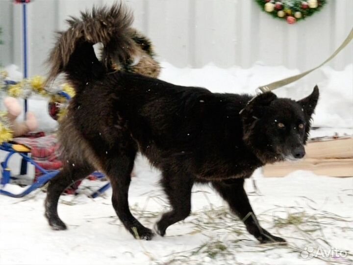 Лесси. метис