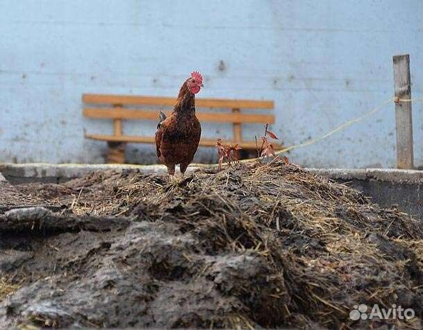 Птичий помет