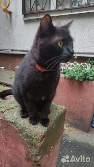 Котик ищет дом